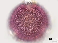 hydrated pollen,polar view