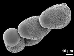 hydrated pollen grains