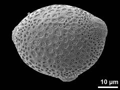 hydrated pollen