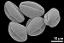 Pollen in equatorial and oblique polar view