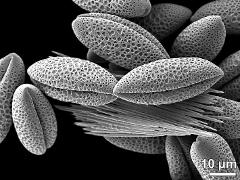 dry pollen grains