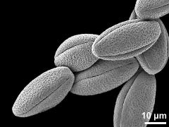 dry pollen grains