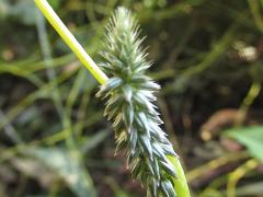 inflorescence(s)