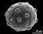 hydrated pollen grain