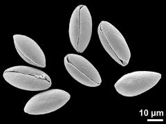 dry pollen grains