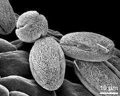 dry pollen grains