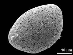 hydrated pollen
