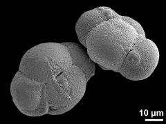 tetrads (irregular)