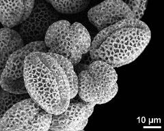 dry pollen grains