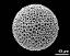 hydrated pollen grain