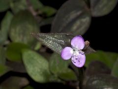 flower of Zebrina purpusii