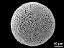 hydrated pollen grain