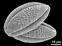 dry pollen grains