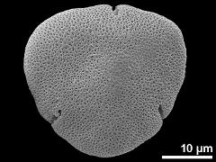 acetolyzed pollen,polar view