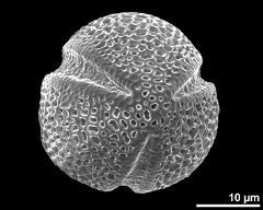 polar view (dry pollen grain)