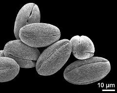 dry pollen grains