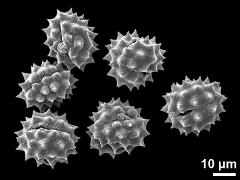 dry pollen grains