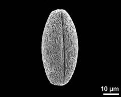 dry pollen grain in equatorial view