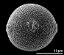 hydrated pollen grain