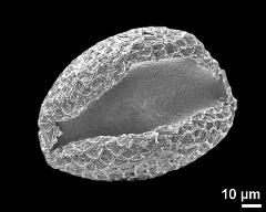 dry pollen grain