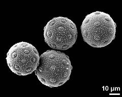 hydrated pollen grains