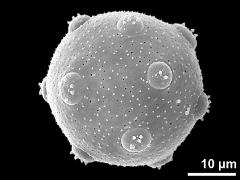 hydrated pollen grain