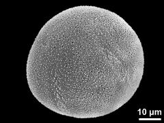 hydrated pollen grain