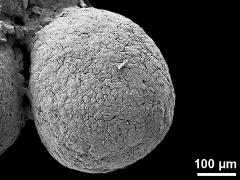 pollinium (hard)