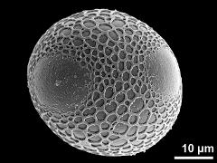 equatorial view,triporate grain