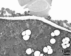 pollen wall; aperture area