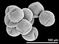 dry pollen grains