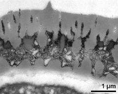 interapertural area of pollen wall