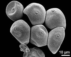 dry pollen grains