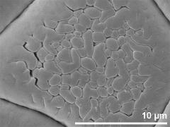 exine surface,dry pollen