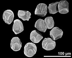 dry pollen grains