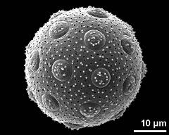 hydrated pollen grain