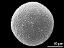 hydrated pollen grain