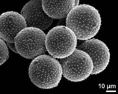 dry pollen grains