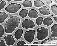 exine surface of dry pollen grain