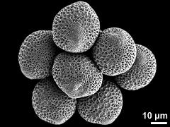 dry pollen grains