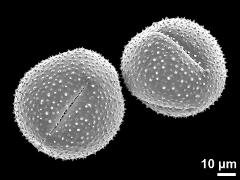 dry pollen grains