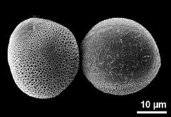 hydrated pollen grains