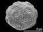 hydrated pollen grain