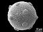 hydrated pollen grain