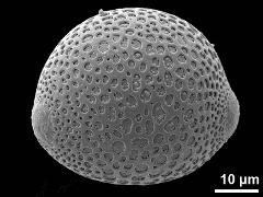 hydrated pollen