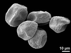 dry pollen