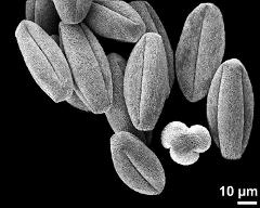 dry pollen grains