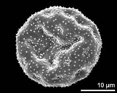 dry pollen grain