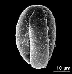 dry pollen grain