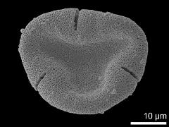 acetolyzed pollen,polar view,proximal hemisphere